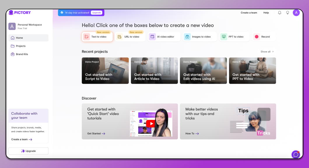 Pictory Dolphin Anty